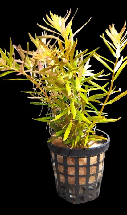 Zestaw pięknych roślin akwariowych