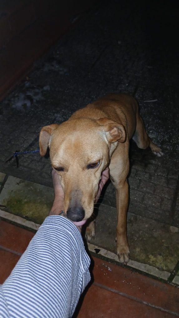 Cão macho para adoção