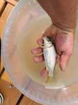 Karp pełnołuski do stawu narybek