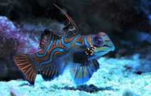 Synchiropus splendidus . Mandaryn . Ryba . Akwarium morskie