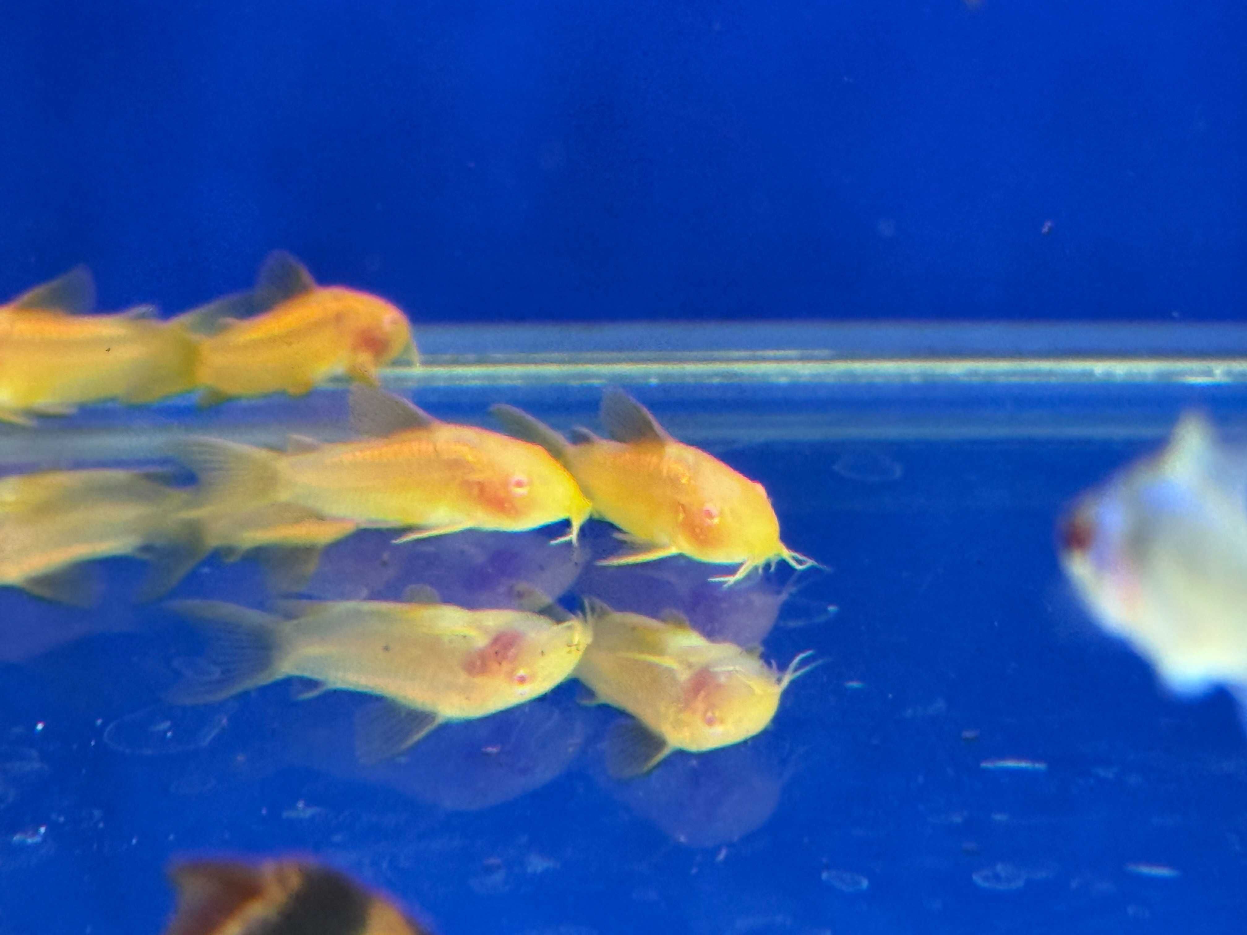 Kirys Golden Laser Albino / Gold Laser Albino