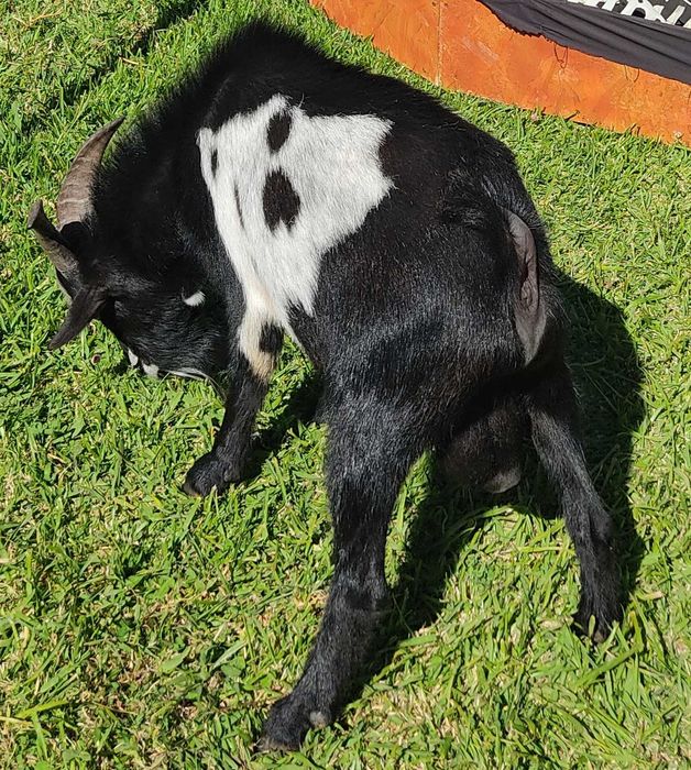 Chivo Anão com 2 anos