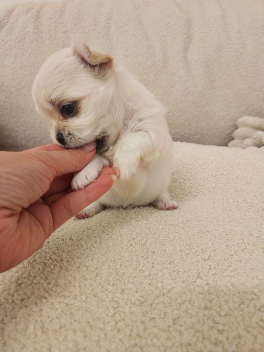 FCI Chihuahua Kremowa Perełka ***NANA***