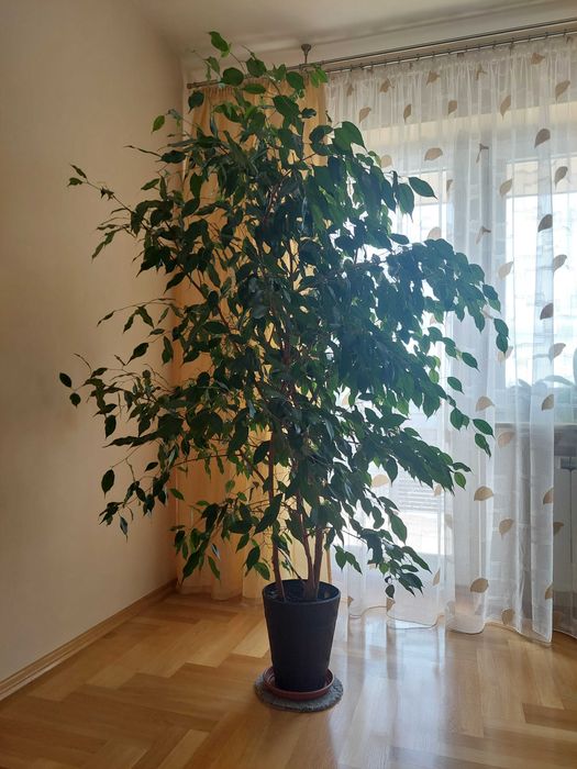 Piękny Benjamin kwiat