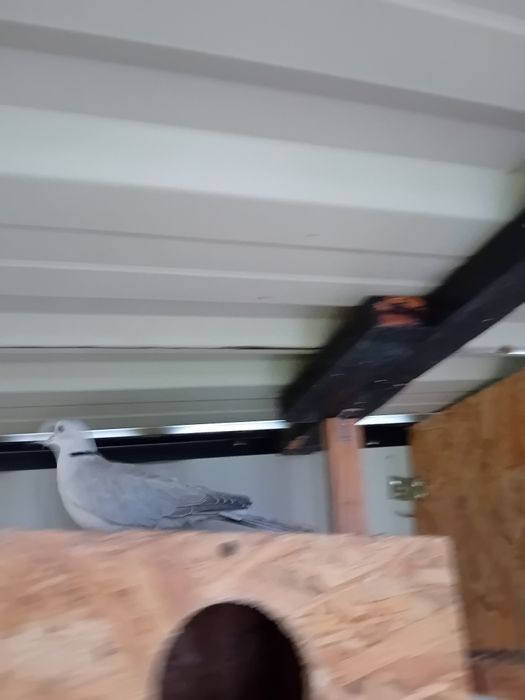 Cukrówki ńiebieskie młode