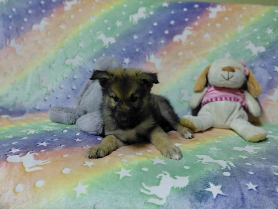 Sunia szczeniak do adopcji