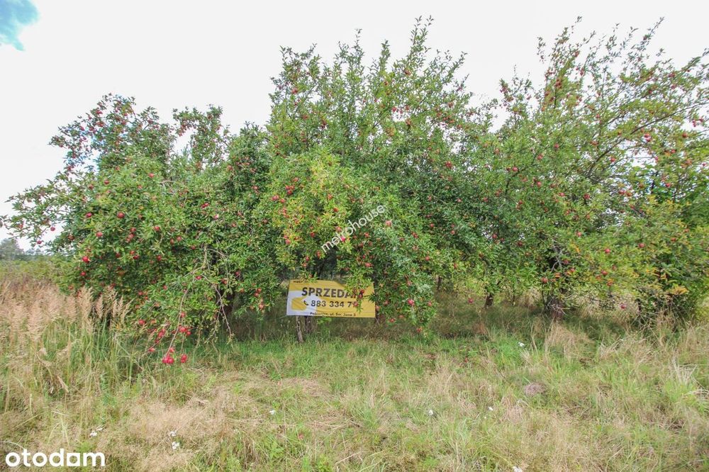 Działka 6368m Zwierzyniec gm. Drużbice z warunkami