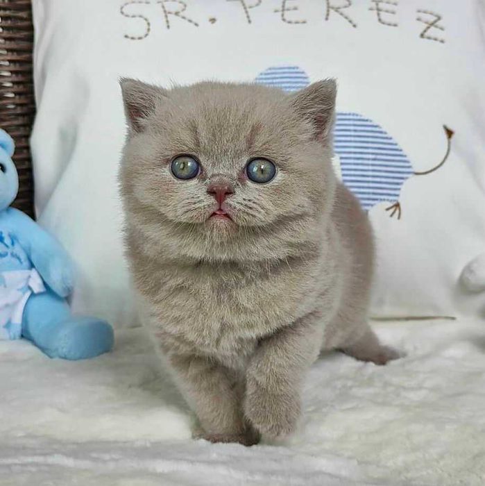 Kocurek Brytyjski liliowy Prawdziwy rodowód FPL, FIFe gotowy na odbiór