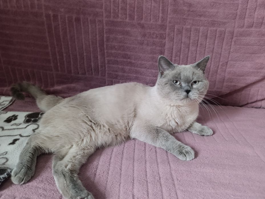 Скотіш Страйт В'язка