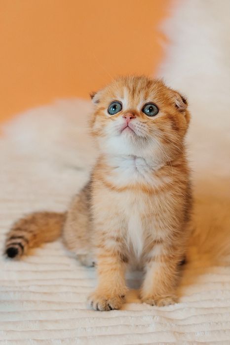 Шотландские котята с документами. Золотая шиншилла. Видео