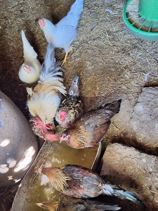 Galinhas/Galos Leghorn