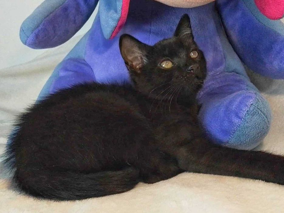 Młodziutki kotek,czarny kociak FINN,wesoły do adopcji
