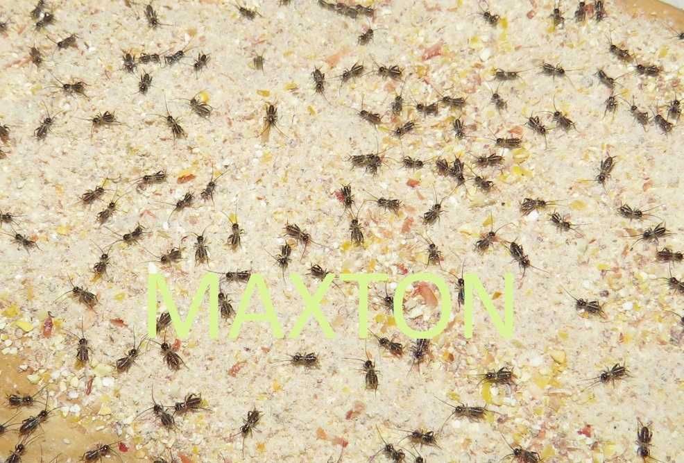 Świerszcze rozmiar 1-1,5 cm  100 sztuk