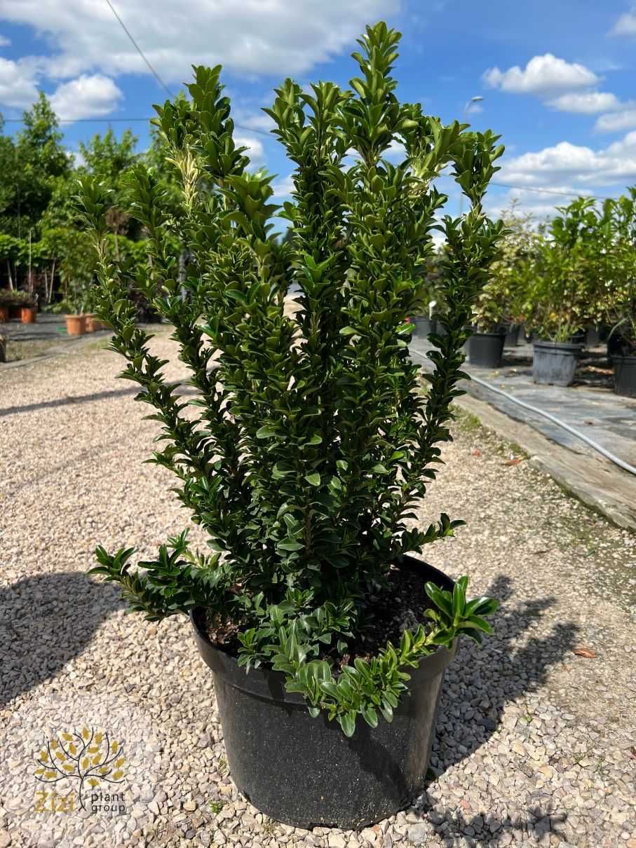 Euonymus jap. Benkomasaki, Trzmielina japońska, 80-100cm, zimozielona