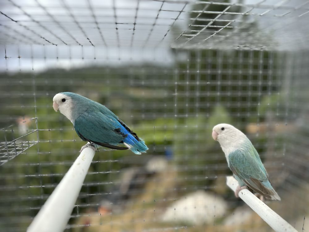 Agapornis roseicollis Longfeather