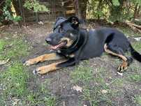 Oddam wesołą suczkę w typie owczarka francuskiego beauceron