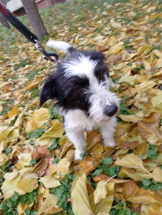 Терʼєристі Ельза і Ніколь