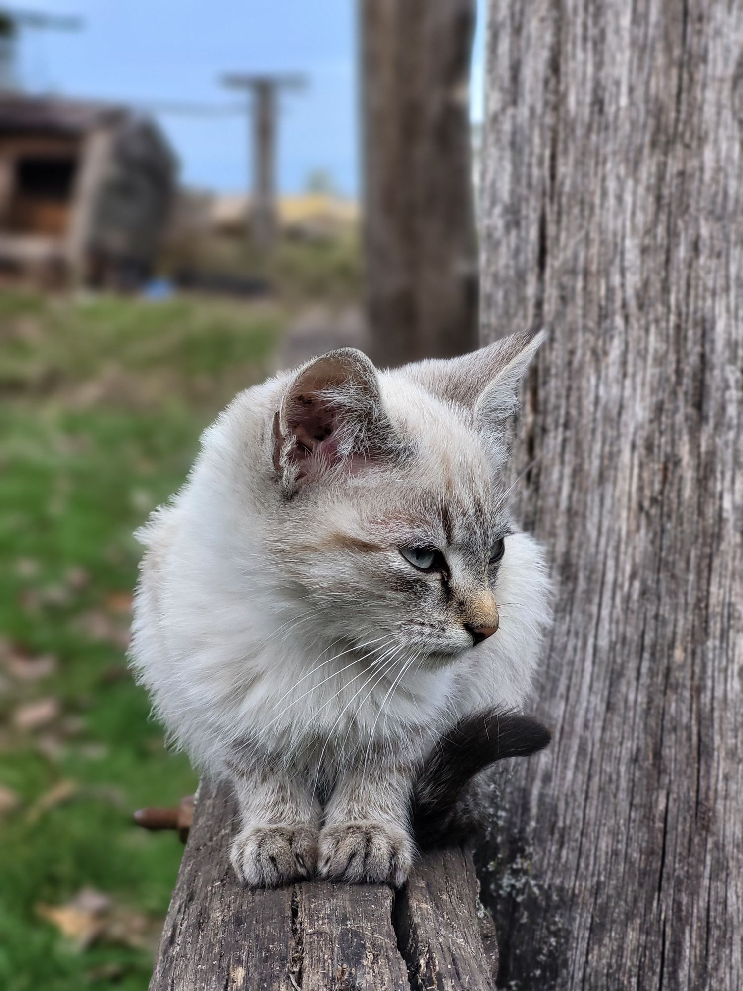 Кошенята, віддамо в добрі руки