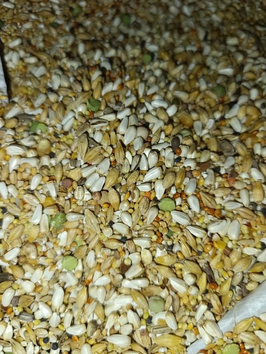 Pasza karma dla kur i ptaków