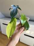 Philodendron Florida Beauty
