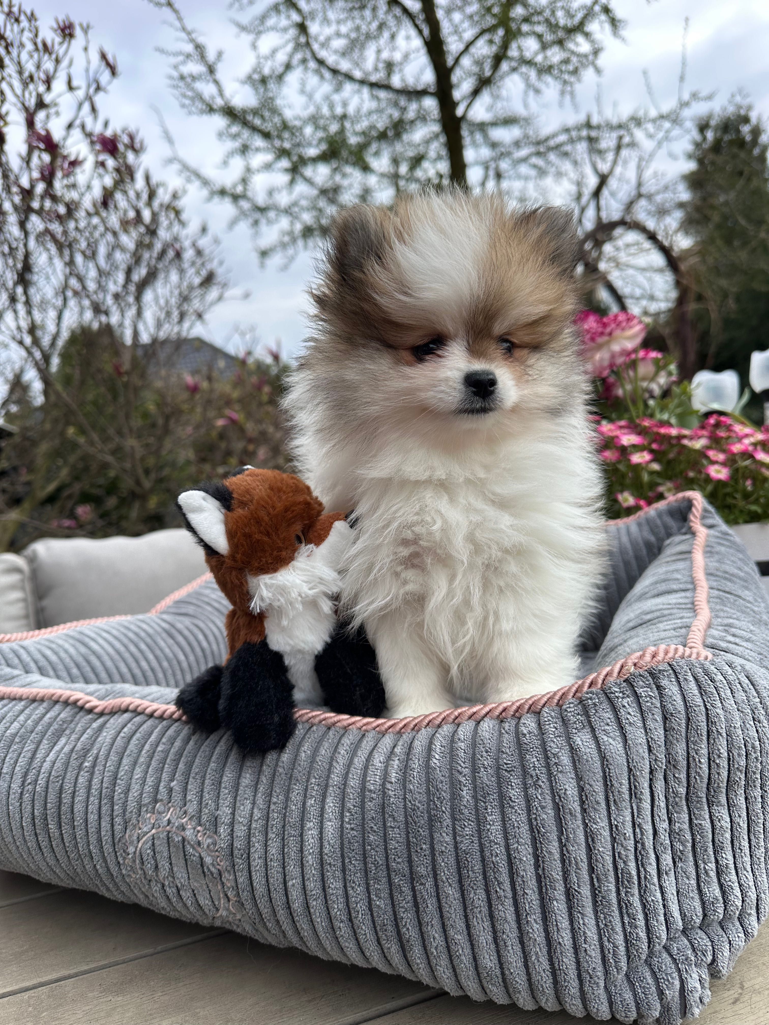 Cudo! Pomeranian FCI z wyjątkowym kolorem!