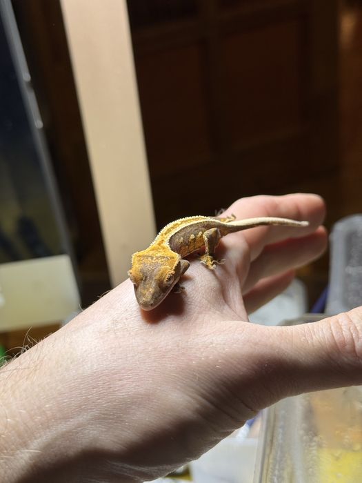 Gekony orzęsione / Gekon orzęsiony