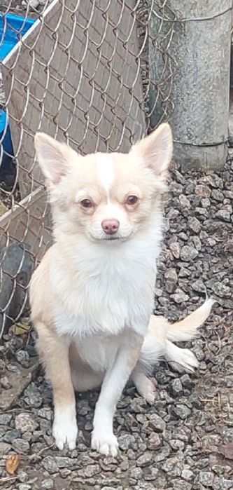 Очаровательний мальчик чихуахуа