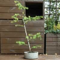 Modrzew bonsai w recznie wykonanej betonowej donicy
