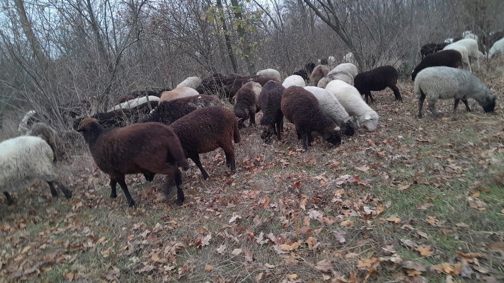 Продаються вівці та барани, живою вагою 60 грн/кг