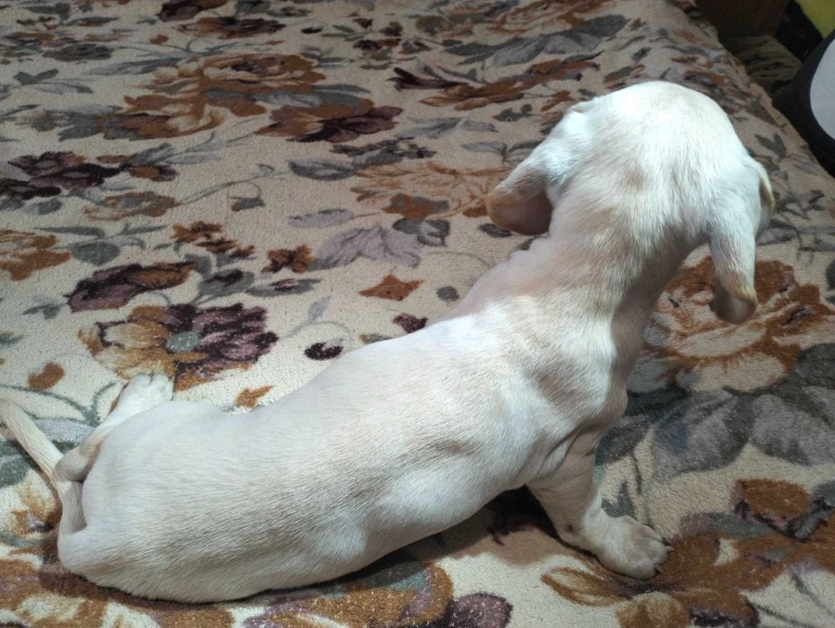 Цуценята мініатюрної такси