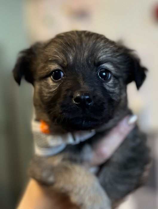 MARWEL psie dziecko szuka domku