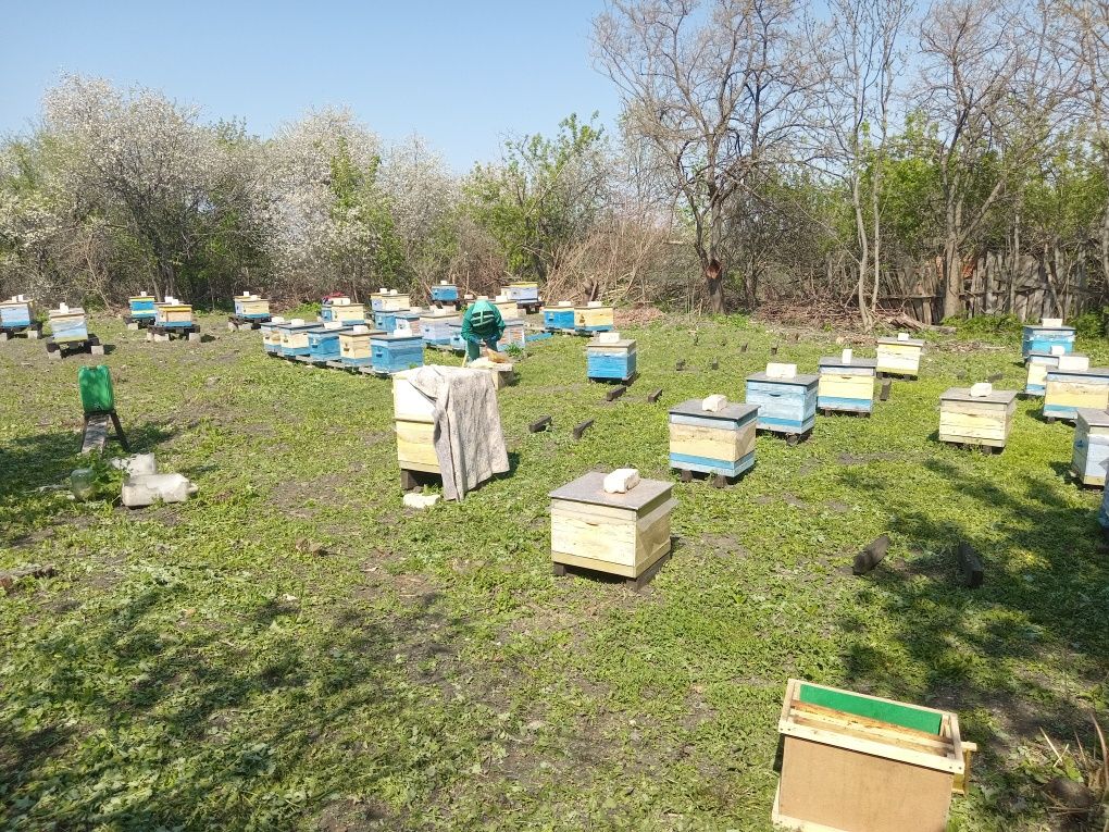 Продам пасеку со всем оборудованием .Розгляну усі пропозиції.
