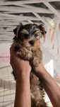 Yorkshire terrier piesek Rico