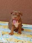 American Bully śliczny piesek