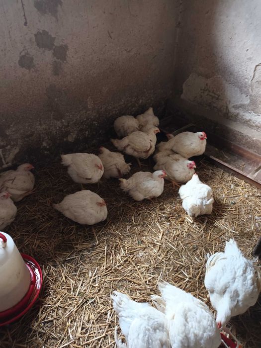 sprzedam kurczaki brojlery