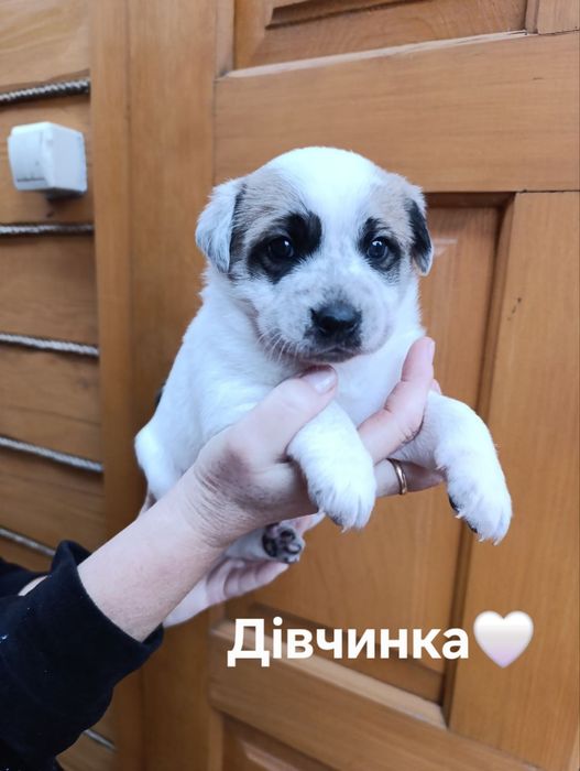 Щенята лабрадора і вівчарки