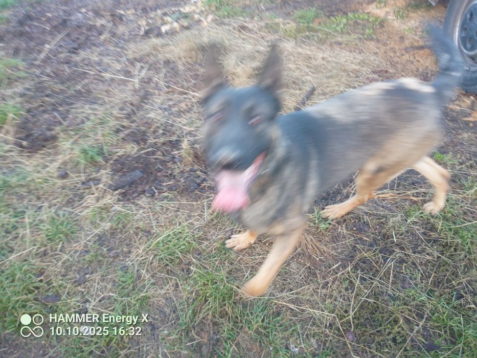 owczarek belgijski pies 10 miesięcy rodowód po szkoleniu