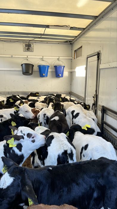 Sprzedam cielaki cielęta