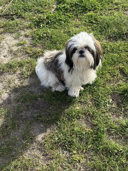 Szczeniaki shih tzu