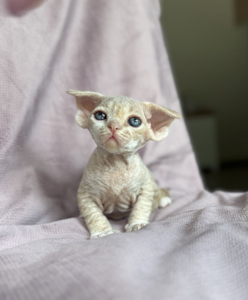 Devon rex kocurek o niebieskich oczach