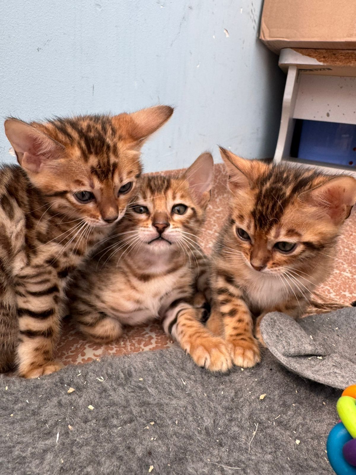Бенгальські кошенята