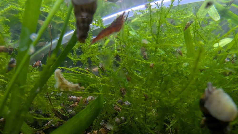 Camarões Neocaridinas Wild