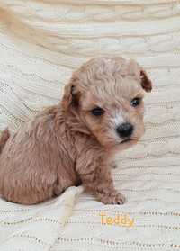 Maltipoo.  Chłopczyk. Pudel Toy/ Maltańczyk