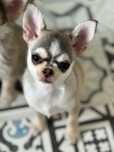 Chihuahua mini piesek  linia Tajlandzka kolor huski
