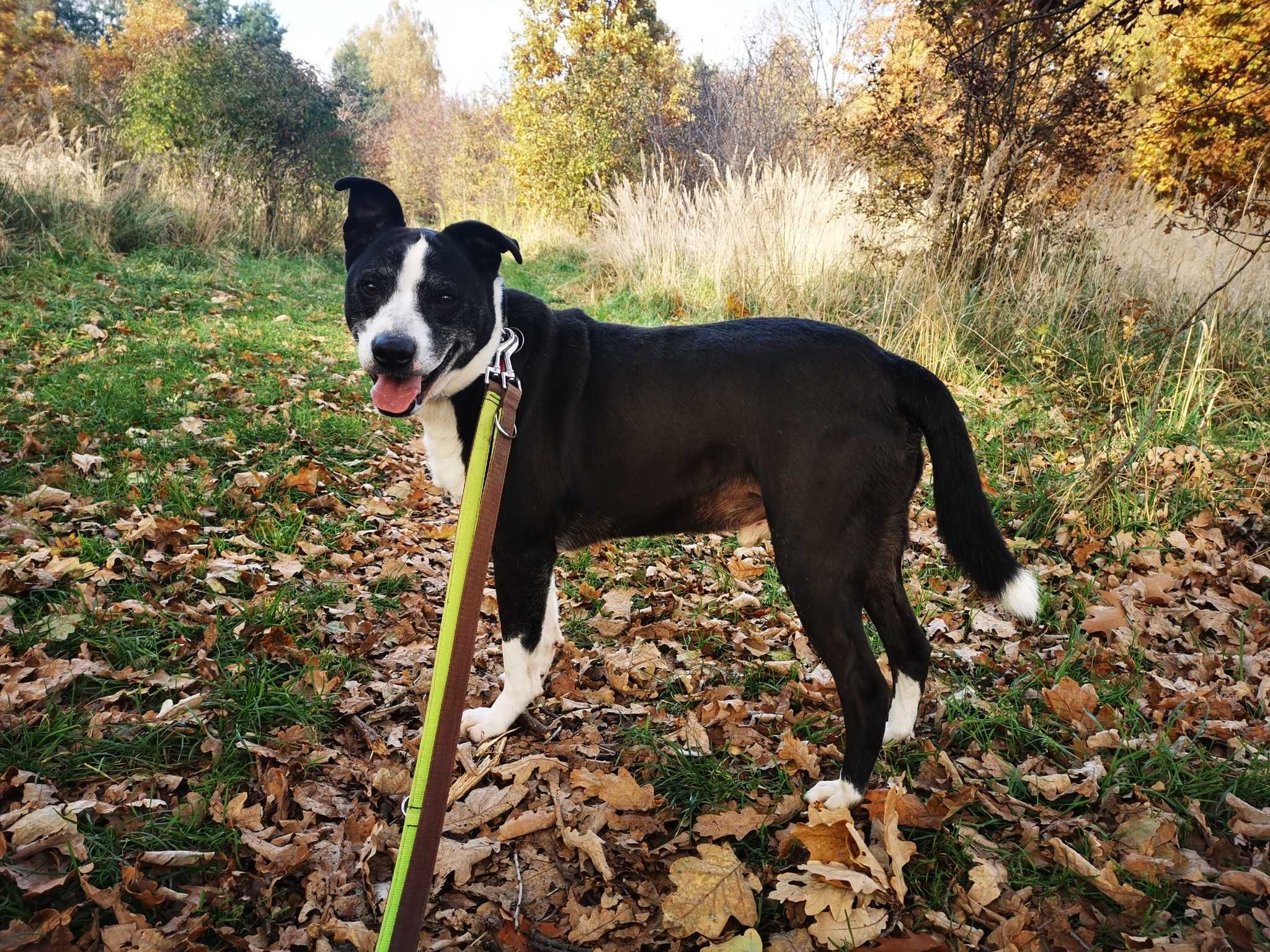 Jager w typie rasy amstaff - schronisko