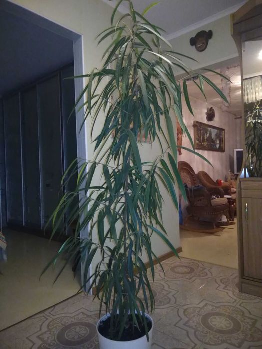 Продам комнатные растения