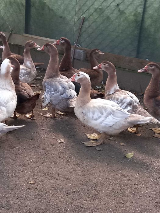 Sprzedam kaczki piżmowe