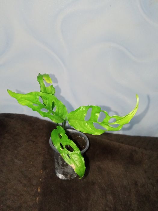 Монстера Обліква Перу