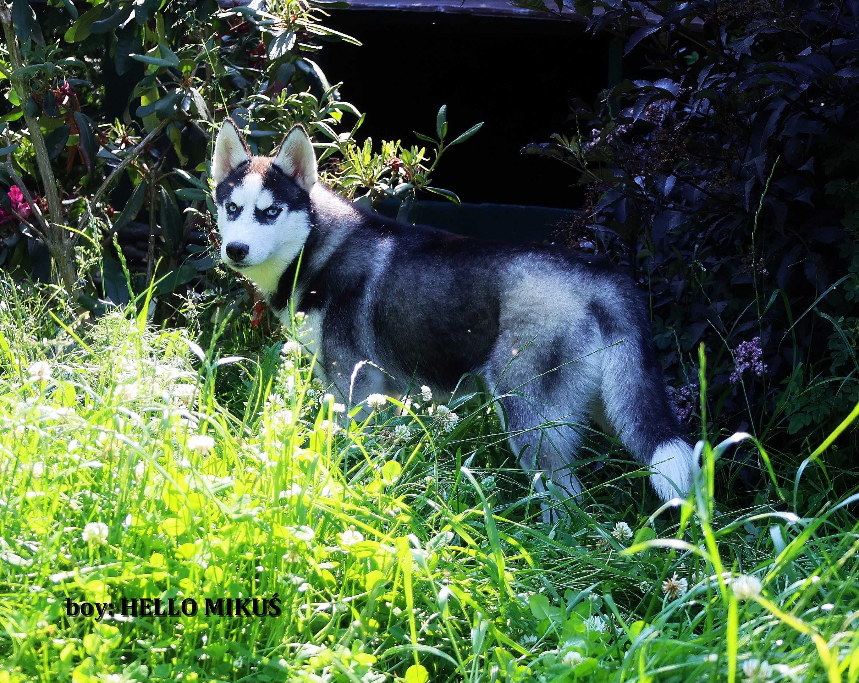 Siberian Husky-hej ! mam na imię HELLO MIKUŚ - ZKwP