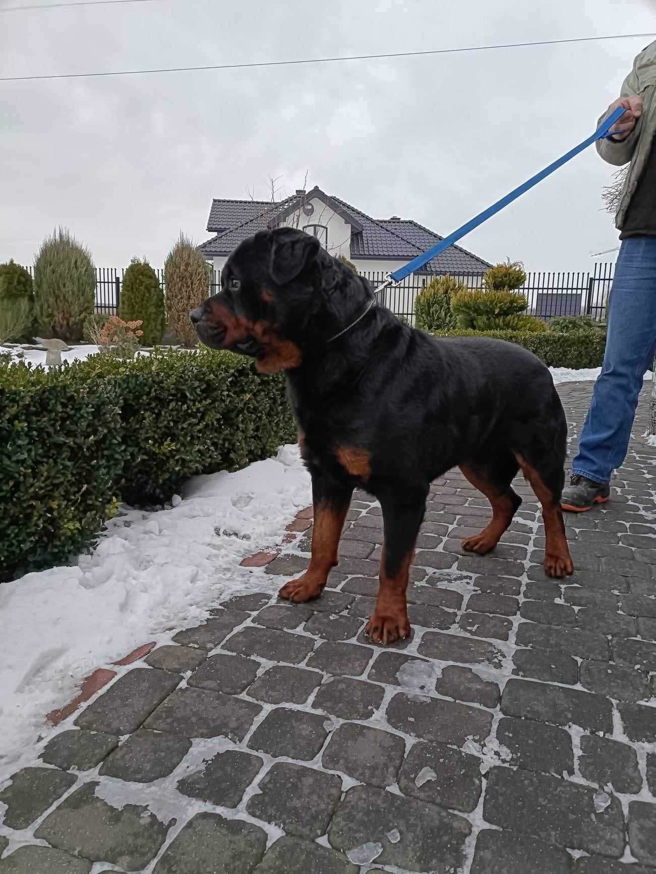 Rottweiler Reproduktor/Sprzedam